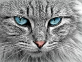 Laro Itinaas ng Jigsaw ng Cat Eye  online