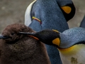 Laro Emperor Penguin Jigsaw online