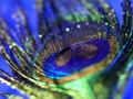 Laro Peacock feather jigsaw online