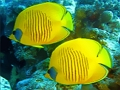 Laro Underwater World Jigsaw online