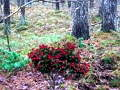 Laro Bernati Forest Adventure online