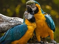 Laro Parrot Jigsaw online