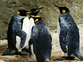 Laro King Penguin Jigsaw online