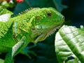 Laro Ligaw na iguana online