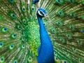 Laro Peacock Jigsaw online