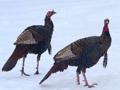 Laro Wild Turkey Jigsaw online