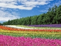 Laro Makukulay na Flower Garden Jigsaw  online