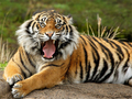 Laro Mga Hayop Jigsaw Puzzle Tiger  online