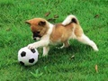 Laro Mapaglarong Puppy Outdoor Puzzle  online