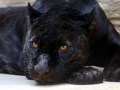 Laro Black Panther Jigsaw online