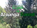 Laro Bumalik sa Alsunga Forest  online