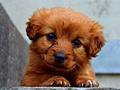 Laro Puppy puzzle online
