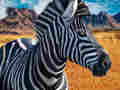 Laro Mangangaso ng Zebra  online