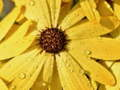 Laro Bulaklak petals raindrop jigsaw online