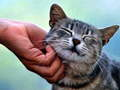 Laro Nakikiliti Pusa  online