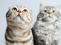 Laro Cute na pusa jigsaw puzzle online