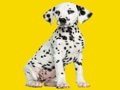Laro Phantom pups jigsaw puzzle online