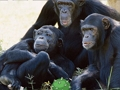 Laro Nakakatawang Chimpanzee Jungle Escape  online