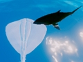 Laro Surfing Stingrays online