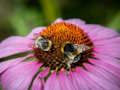 Laro Purple Coneflower Jigsaw online