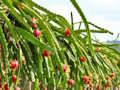 Laro Tumakas ang Dragon Fruit Animal online