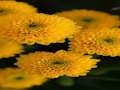 Laro Chrysanthemums Jigsaw online