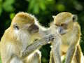 Laro Monkey Jigsaw online