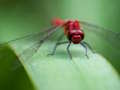 Laro Dragon Fly Jigsaw online