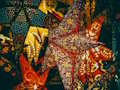Laro Christmas Stars Jigsaw online