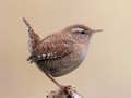 Laro Birdlingo online