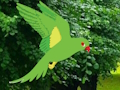 Laro Hanapin ng Parrot ang pugad online
