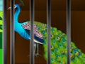 Laro Palayain ang Caged Beauty  online