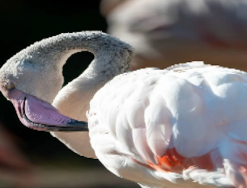 Laro Flamingo bird jigsaw online