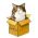 Hanapin ang pusa online